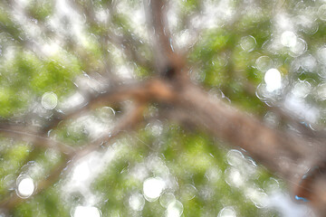 Forest, nature, abstract, blur, background with bokeh