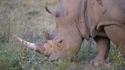 Obraz premium Close up from a white rhino eating grass