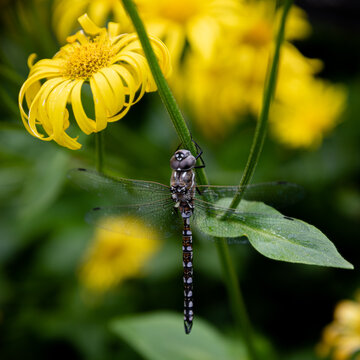 Dragonfly on a flower in Manito Park, Spokane Washington