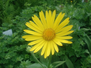 Prächtige blühende Blumen