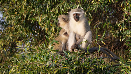 Vervet monkeys in a tree