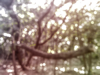 Forest, abstract, blurred background with bokeh