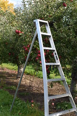 A ladder to be used for apple picking © Erika