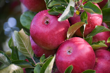 Closeup of an apple in a tree