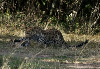 Leopard hunting a hare at Masai Mara