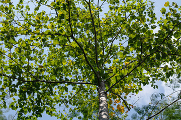 green leaves on blue sky