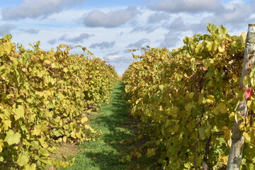 Fototapeta na wymiar A row in a vineyard
