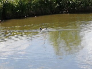 Obraz na płótnie Canvas ducks on the river