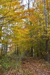 Fototapeta premium A path in the woods during autumn
