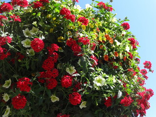 Fototapeta na wymiar Million Bells bloom in multiple colors in a hanging basket