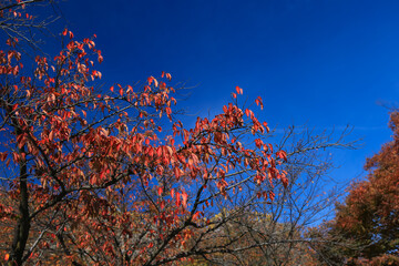 舞鶴城公園の紅葉