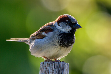 Spatz