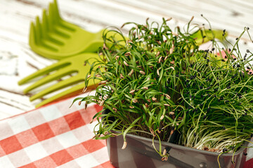 Potted micro green on wooden table close up