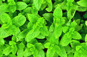 Fototapeta na wymiar Bright fresh mint plant grow texture background.