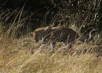 Fototapeta na wymiar Leopard with a hare, Masai Mara, Kenya