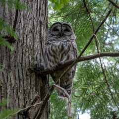 Barred Owl