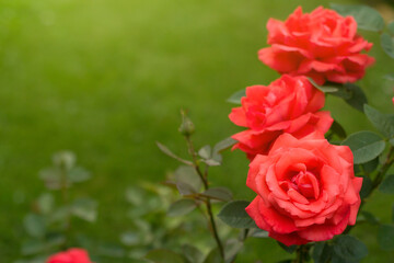 Tea rose flowers in the garden copy space. Bright roses on a background of green grass.