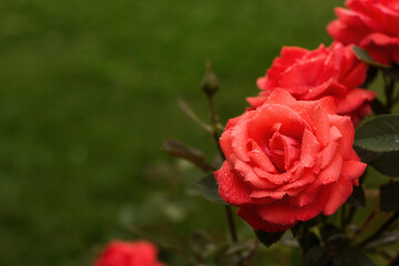 Tea rose in the garden after the rain copy space. Drops of water on rose petals. Wet flowers.