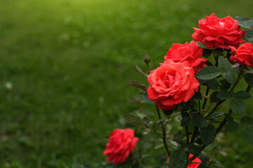 Tea rose flowers in the garden copy space. Bright roses on a background of green grass.
