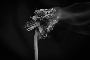 dandelion seed head