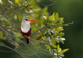 Grey Headed Kingfisher perched on a branch, Masai Mara, Kenya