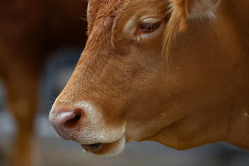 Cow head of a red cow grazing in a meadow