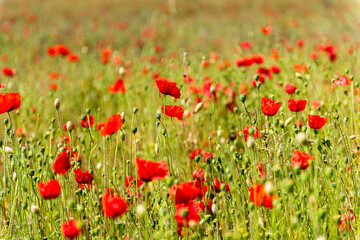 Poppies in Boxley near Maidstone in Kent, England
