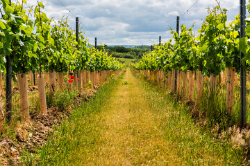 Poppies and a vineyard in Boxley near Maidstone in Kent, England