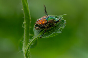 beautiful strange bug on a leaf