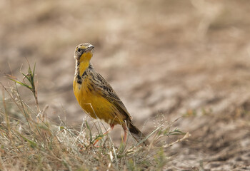 Yellow-throated longclaw, Masai Mara, Kenya