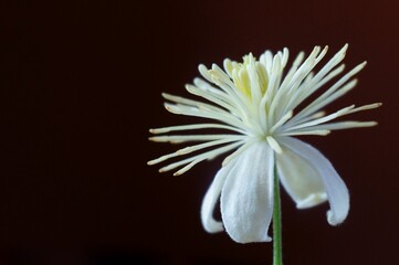 Fototapeta premium Background with wild Clematis vitalba, Old man's beard or Traveller's Joy