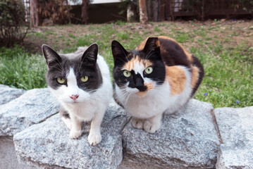 Korean shorthair stray cats resting on rock and looking into camera.Stray cat with its left ear tipped to indicate that it has been spayed or neutered.