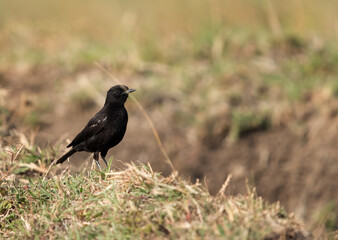 Sooty chat, Masai Mara, Kenya