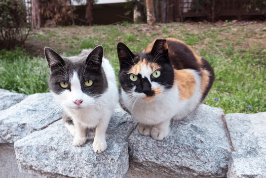 Korean shorthair stray cats resting on rock and looking into camera.Stray cat with its left ear tipped to indicate that it has been spayed or neutered.