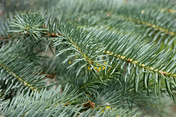 closeup image of conifer in the forest