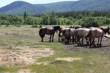Fototapeta na wymiar The herd of horses is grazing in the meadow. A peaceful summer landscape.