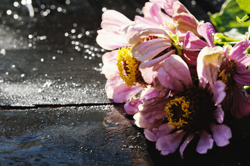 Pink Zinnia flowers on wet black wood background with copy space.