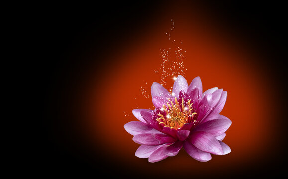 Magical glow over lotus flower
