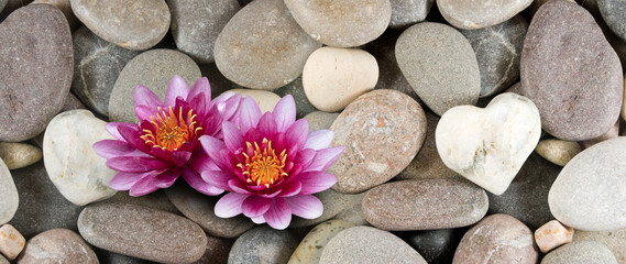 Fototapeta na wymiar image of two beautiful lotuses on the stones