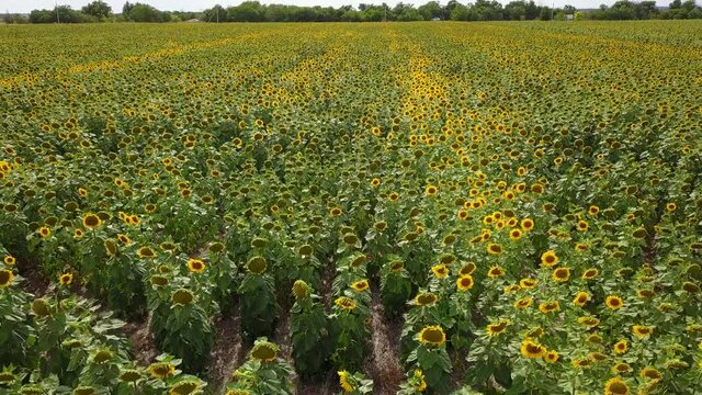 aerial drone shot flying over sunflower fields, starting low on a close up, rising to a wide shot of the entire sunflower field in soft evening light