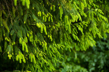 Young pine trees in the national park