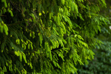 Naklejka na ściany i meble Young pine trees in the national park