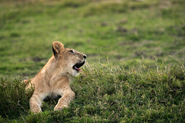 Fototapeta na wymiar Lion cub om green grass, Masai Mara