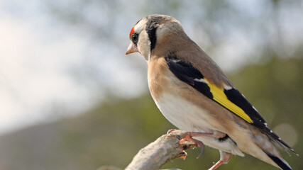 European goldfinch sitting on gate in UK