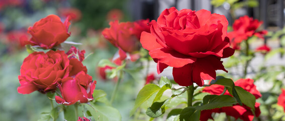 image of beautiful rose flowers over water