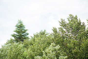 Fototapeta premium Blue sky with clouds over the forest