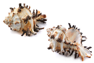 Murex shell, different angles, close-up, isolated on white background, horizontal, close-up