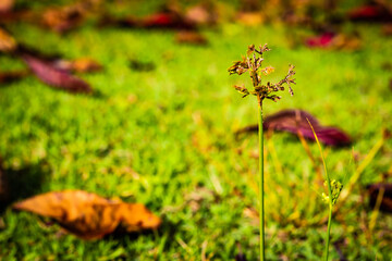 ants in the forest
