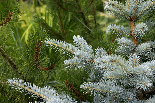 closeup image of conifer in the forest