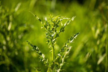 The texture of the leaves of tropical  plants